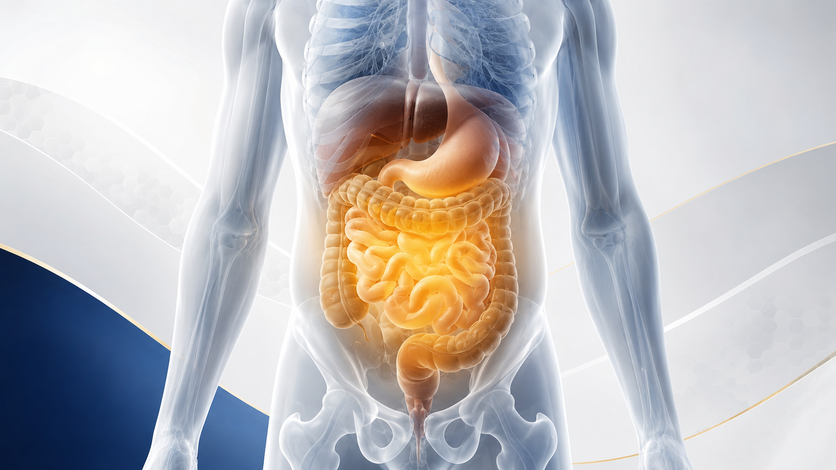 Ilustración anatómica de dolor abdominal